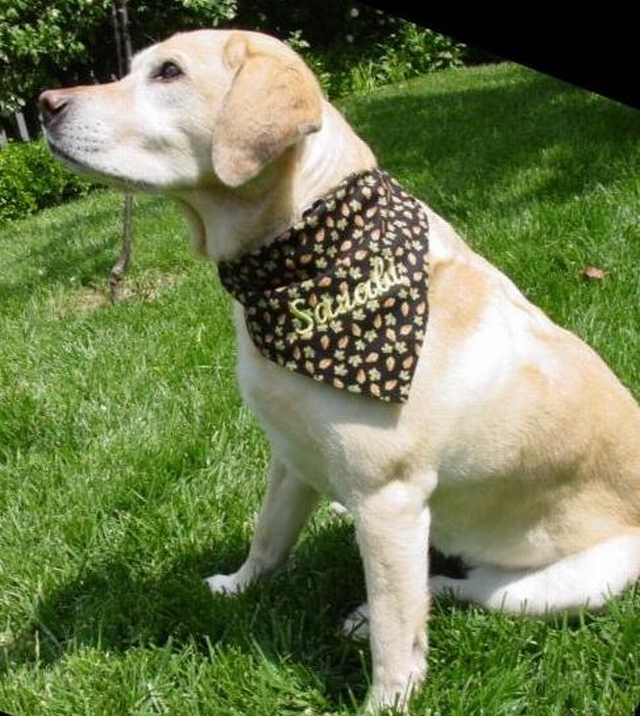 Dog Bandana